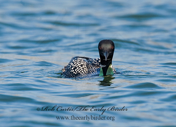 Gavia immer  COMMON LOON 8011766