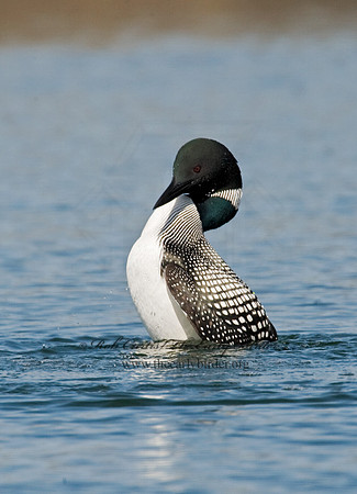 Gavia immer  COMMON LOON 8012030