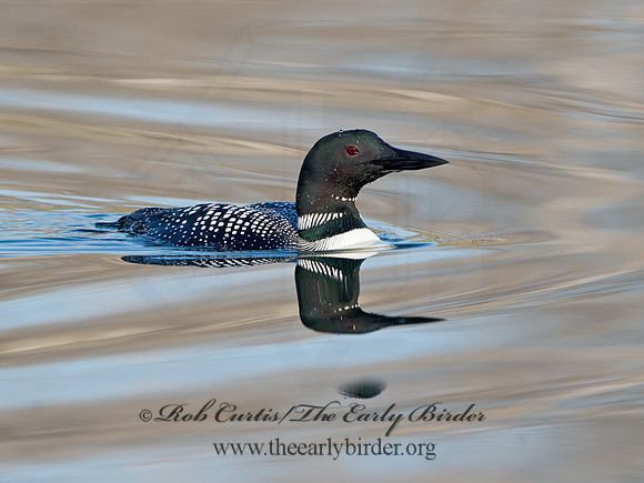 Gavia immer  COMMON LOON 9036971