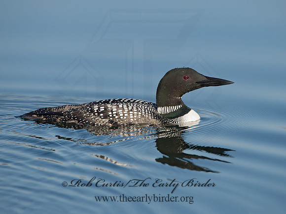 Gavia immer  COMMON LOON 9036975