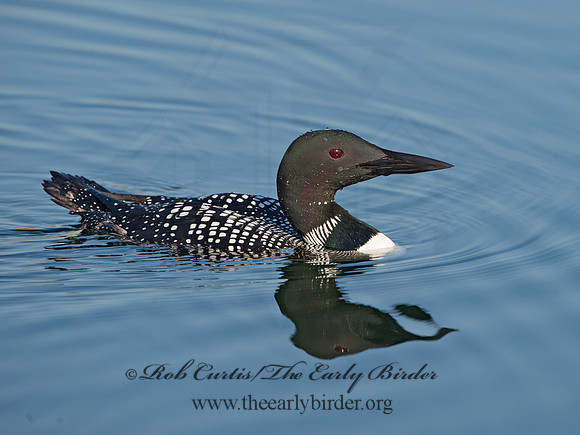Gavia immer  COMMON LOON 9036978