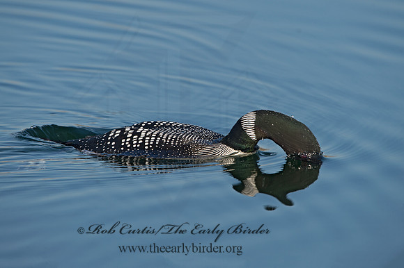 Gavia immer  COMMON LOON 9036980