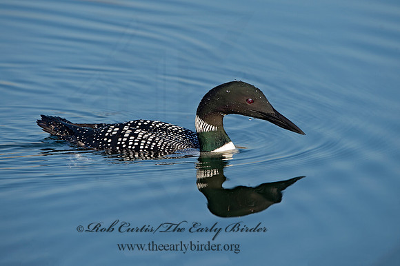 Gavia immer  COMMON LOON 9036979