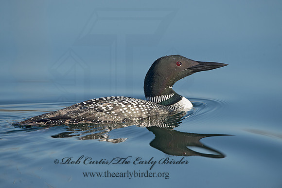 Gavia immer  COMMON LOON 9036981