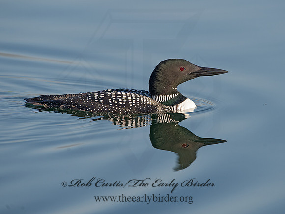 Gavia immer  COMMON LOON 9036990