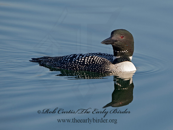 Gavia immer  COMMON LOON 9036991