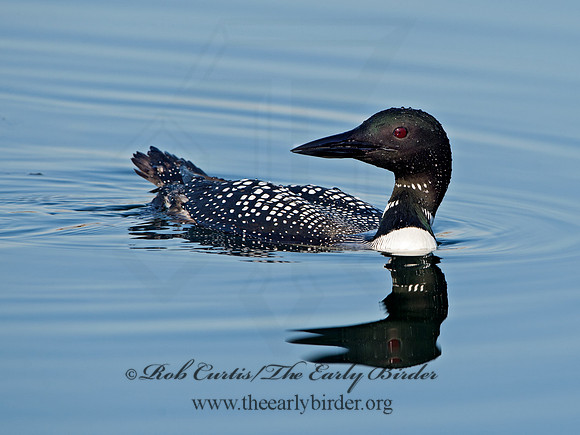Gavia immer  COMMON LOON 9036998