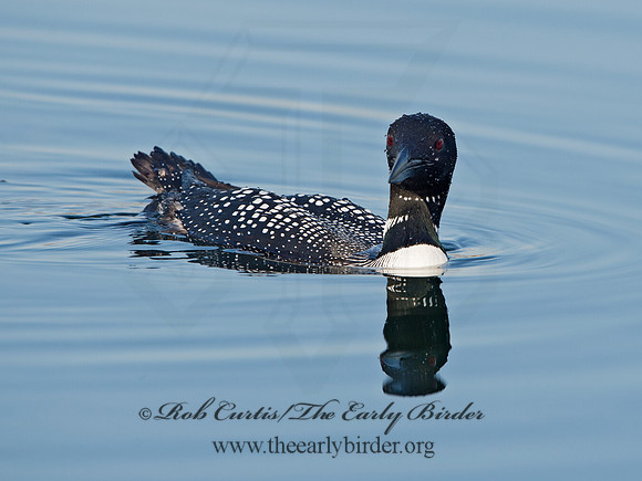 Gavia immer  COMMON LOON 9036999