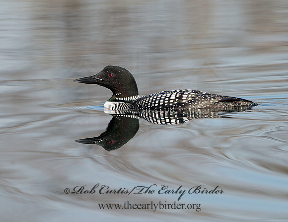 Gavia immer  COMMON LOON 9037014