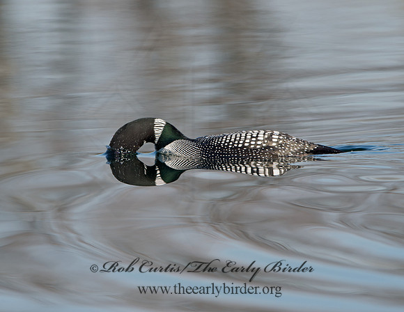 Gavia immer  COMMON LOON 9037016