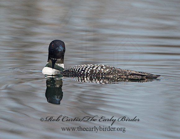 Gavia immer  COMMON LOON 9037020