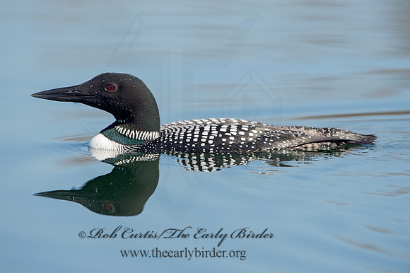 Gavia immer  COMMON LOON 9037027