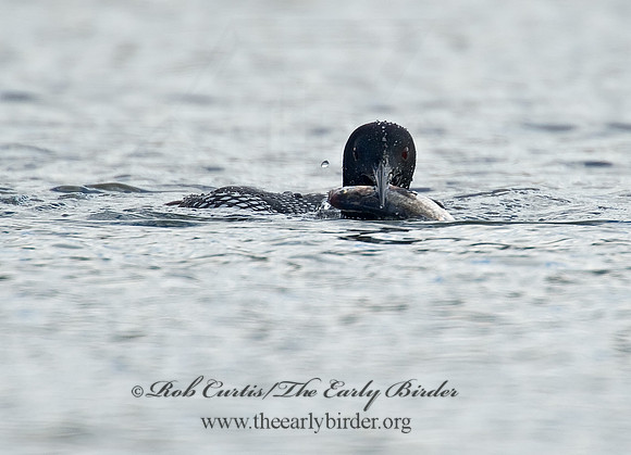 Gavia immer  COMMON LOON 8001417