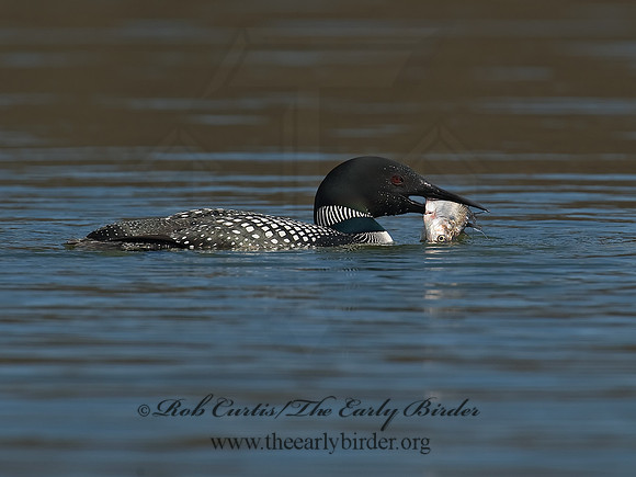 Gavia immer  COMMON LOON 8001499