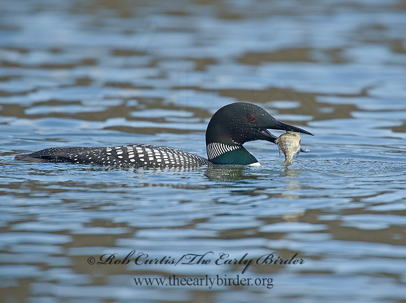 Gavia immer  COMMON LOON 8001524