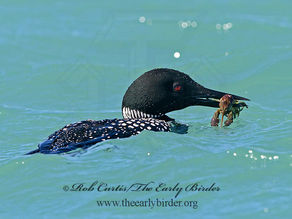 Gavia immer  COMMON LOON 1301497