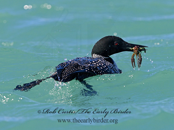 Gavia immer  COMMON LOON 1301504