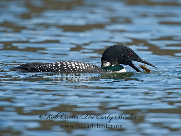 Gavia immer  COMMON LOON 8001525