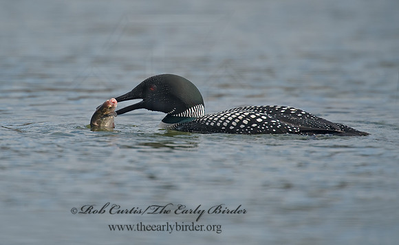 Gavia immer  COMMON LOON 8001538