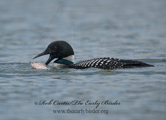 Gavia immer  COMMON LOON 8001540