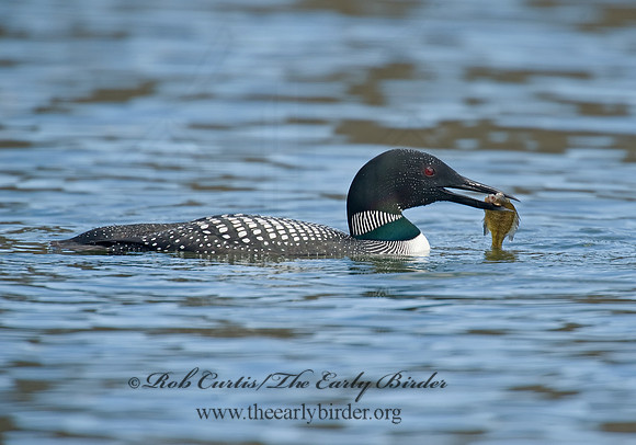 Gavia immer  COMMON LOON 8001527