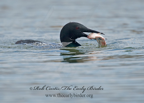 Gavia immer  COMMON LOON 8001547