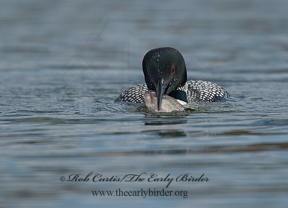 Gavia immer  COMMON LOON 8001551