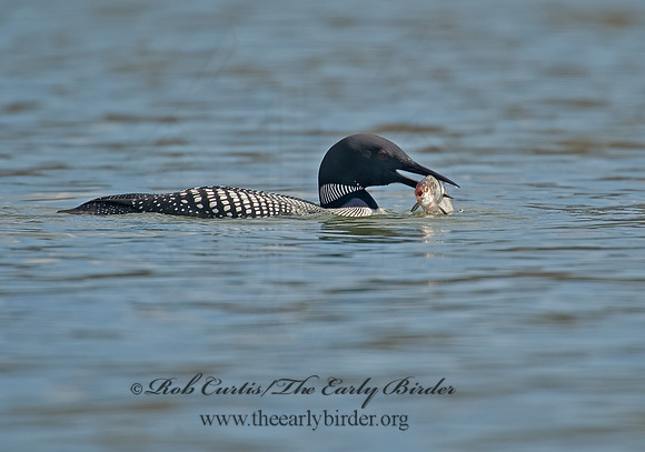 Gavia immer  COMMON LOON 8001567