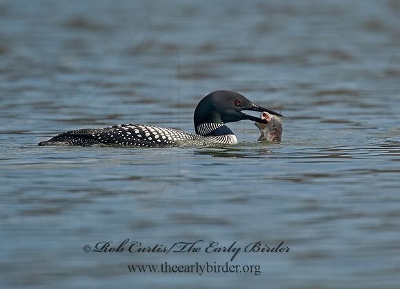 Gavia immer  COMMON LOON 8001570
