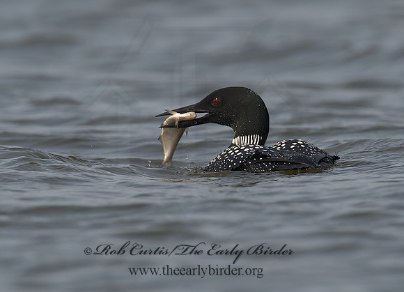 Gavia immer  COMMON LOON 8001628