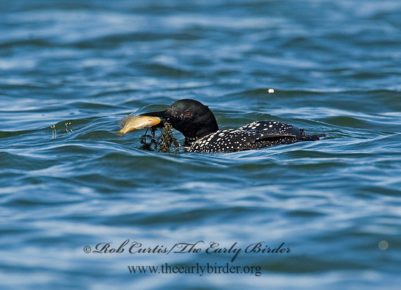 Gavia immer  COMMON LOON 8011729
