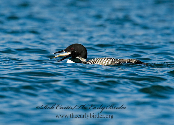 Gavia immer  COMMON LOON 8011772