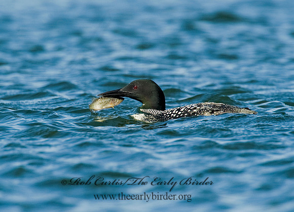 Gavia immer  COMMON LOON 8011778