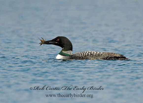 Gavia immer  COMMON LOON 8012048
