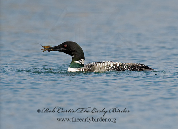 Gavia immer  COMMON LOON 8012050