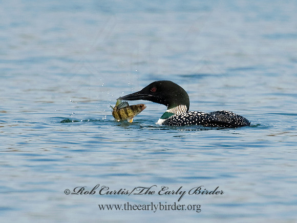 Gavia immer  COMMON LOON 8011978