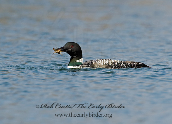 Gavia immer  COMMON LOON 8012052