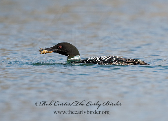 Gavia immer  COMMON LOON 8012054