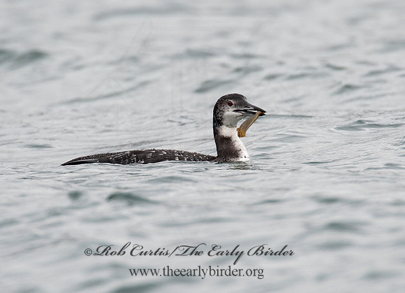Gavia immer  COMMON LOON 8020022