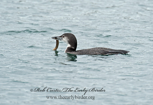 Gavia immer  COMMON LOON 8020152