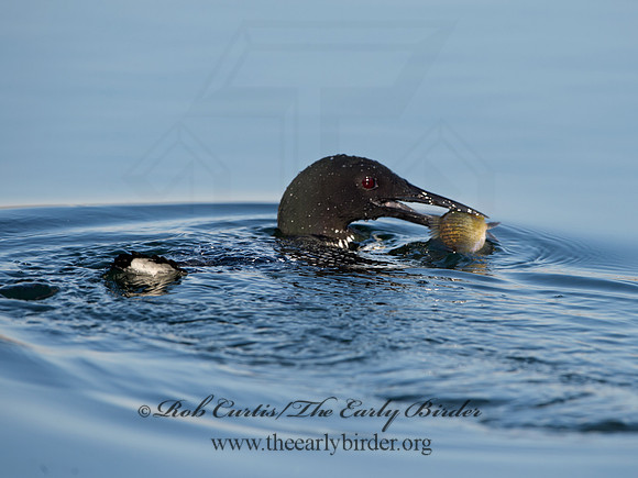 Gavia immer  COMMON LOON 9037005
