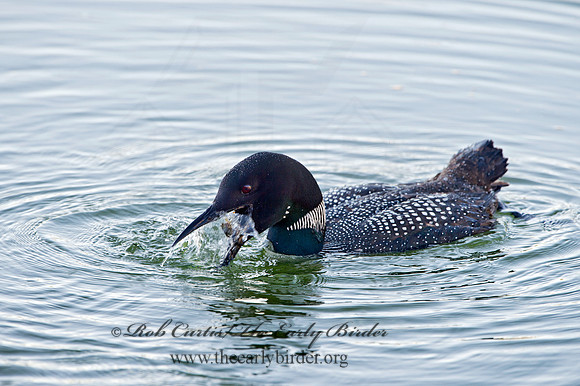 Gavia immer  COMMON LOON 9032064