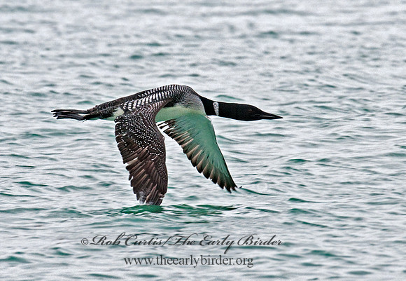 Gavia immer  COMMON LOON 3007148
