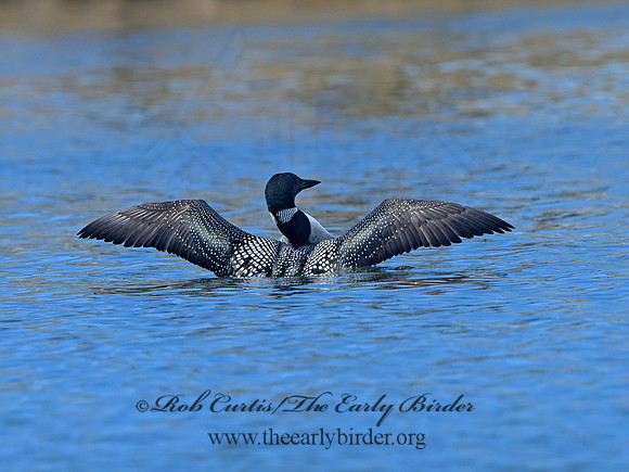 Gavia immer  COMMON LOON 1301309