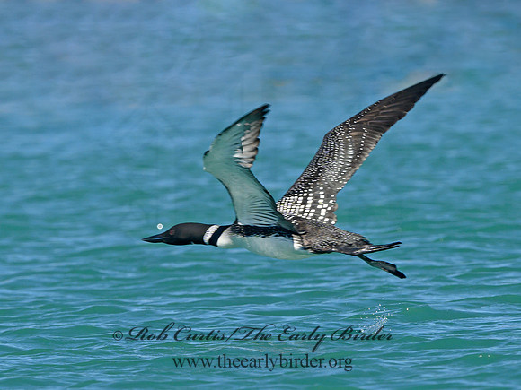 Gavia immer  COMMON LOON 1301546