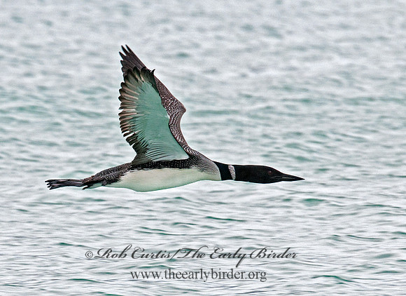 Gavia immer  COMMON LOON 3007150
