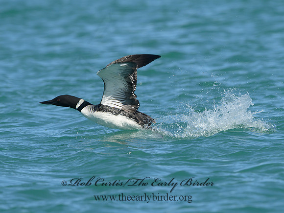Gavia immer  COMMON LOON 1301543