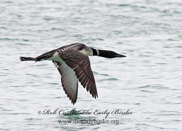 Gavia immer  COMMON LOON 3007151