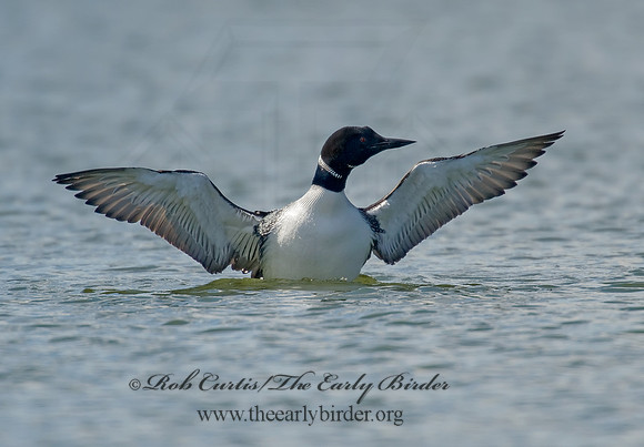 Gavia immer  COMMON LOON 8001389