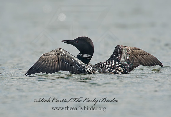 Gavia immer  COMMON LOON 8001404
